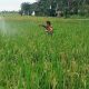 Jaga Produktivitas Pertanian, Babinsa Koramil 06/Perdagangan Dampingi Petani Lakukan Penyemprotan Hama