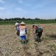 Ketahanan Pangan Dimulai dari Lahan, Babinsa Tanah Jawa Dampingi Petani Bahjambi II