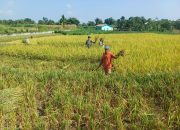 Dari Sawah untuk Ketahanan Pangan, Babinsa Koramil 09/Tiga Balata Dampingi Petani hingga Masa Panen
