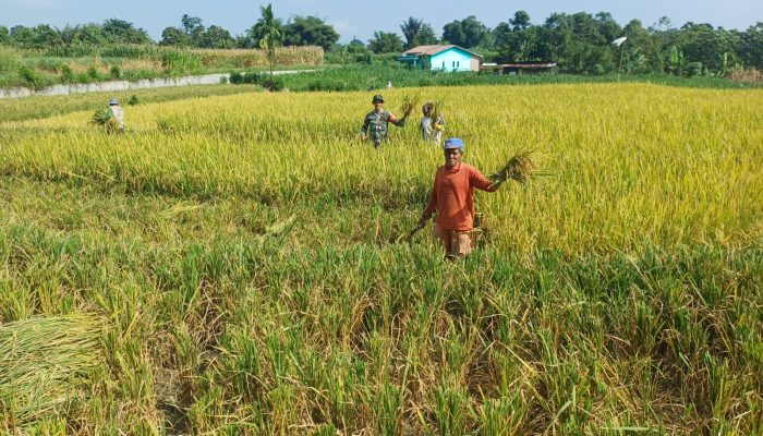 Dari Sawah untuk Ketahanan Pangan, Babinsa Koramil 09/Tiga Balata Dampingi Petani hingga Masa Panen