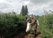Cabai Merah Dipanen, Babinsa Koramil Purba Dorong Petani Dongkrak Hasil dan Ekonomi Keluarga