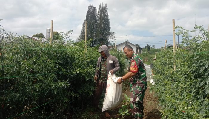 Cabai Merah Dipanen, Babinsa Koramil Purba Dorong Petani Dongkrak Hasil dan Ekonomi Keluarga