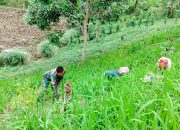 Gulma Ganggu Padi Darat, Babinsa Koramil Raya Turun Langsung Dampingi Petani