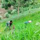 Gulma Ganggu Padi Darat, Babinsa Koramil Raya Turun Langsung Dampingi Petani